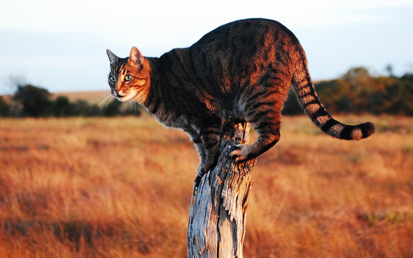 Savannah Cat on Stump for 1440 x 900 widescreen resolution