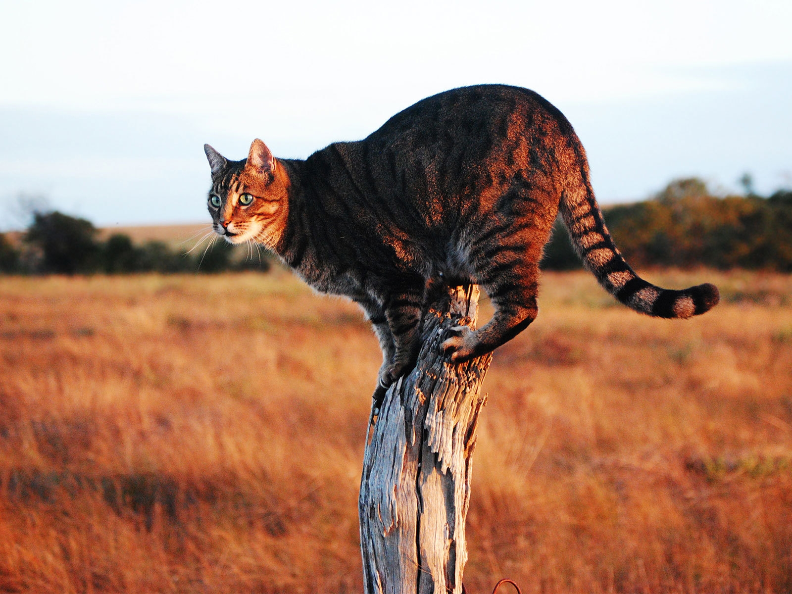 Savannah Cat on Stump for 1600 x 1200 resolution