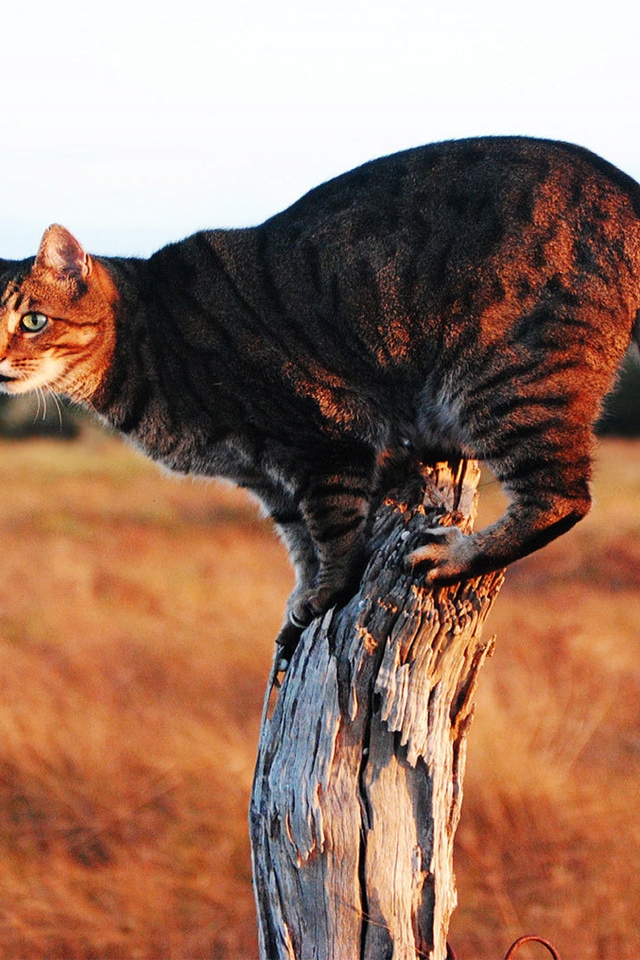 Savannah Cat on Stump for 640 x 960 iPhone 4 resolution