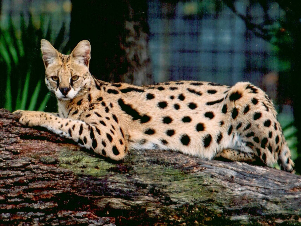Savannah Cat Pose for 1280 x 960 resolution