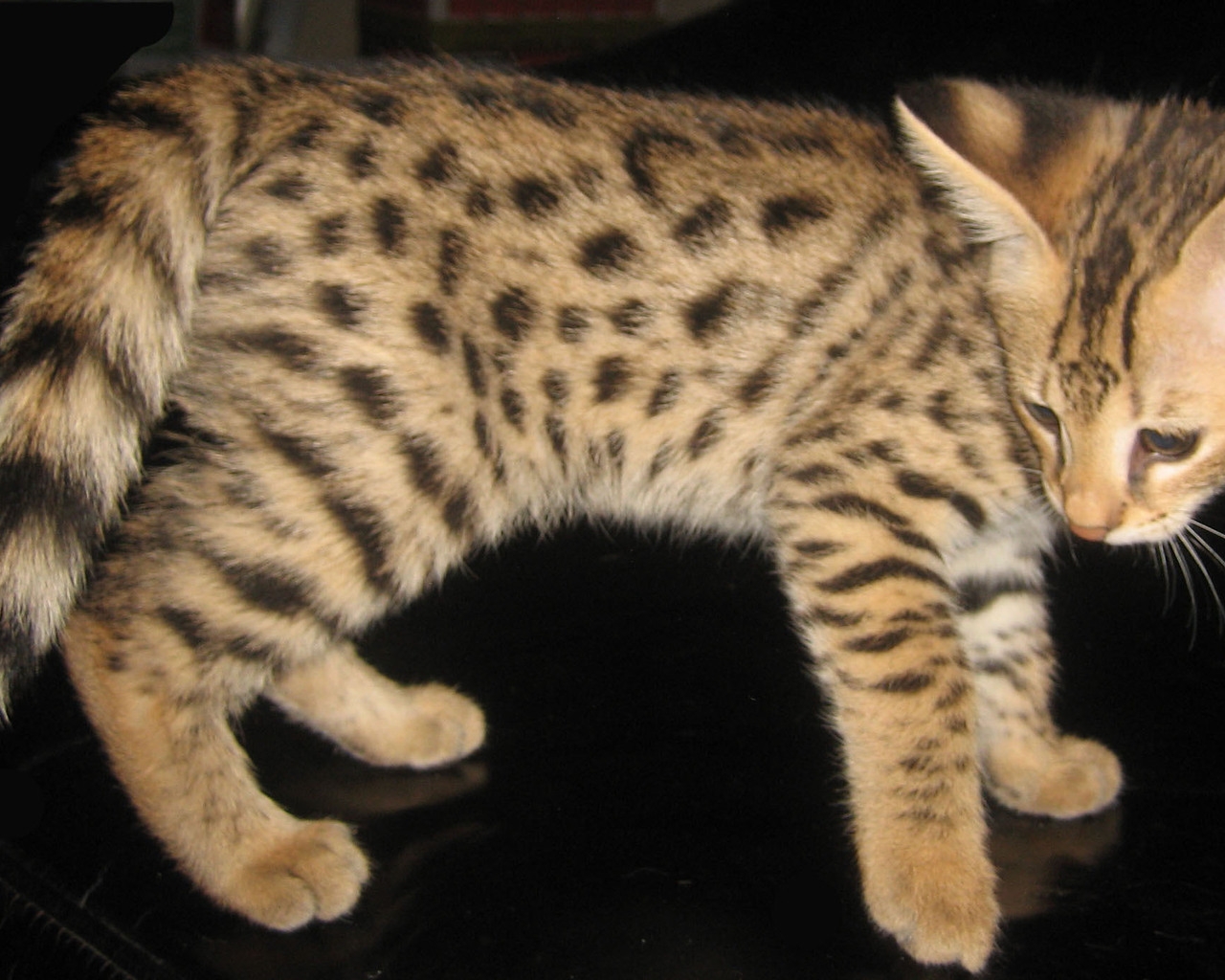 Savannah Kitten for 1280 x 1024 resolution