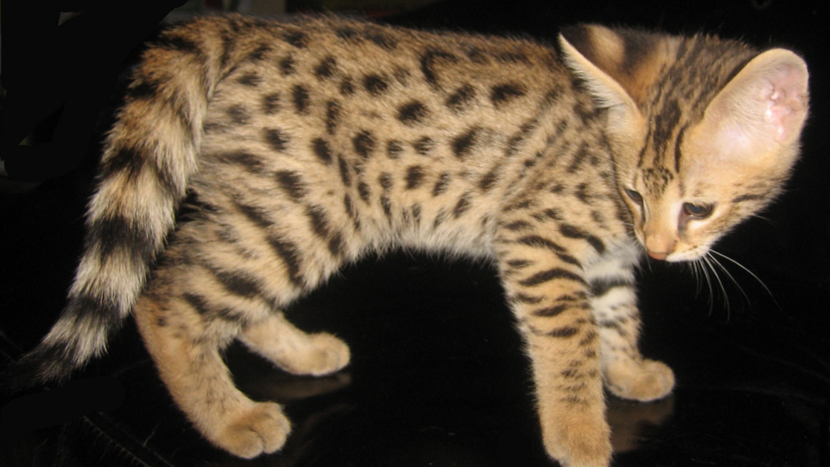 Savannah Kitten for 1680 x 945 HDTV resolution