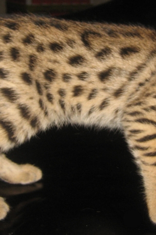 Savannah Kitten for 320 x 480 iPhone resolution