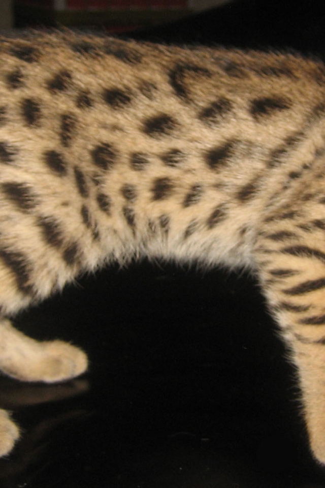 Savannah Kitten for 640 x 960 iPhone 4 resolution