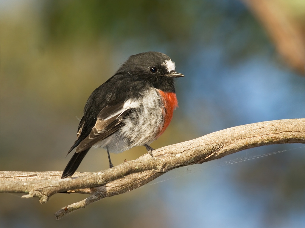 Scarlet Robin for 1024 x 768 resolution