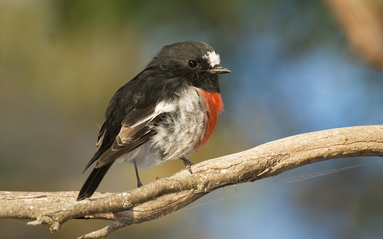 Scarlet Robin for 1280 x 800 widescreen resolution
