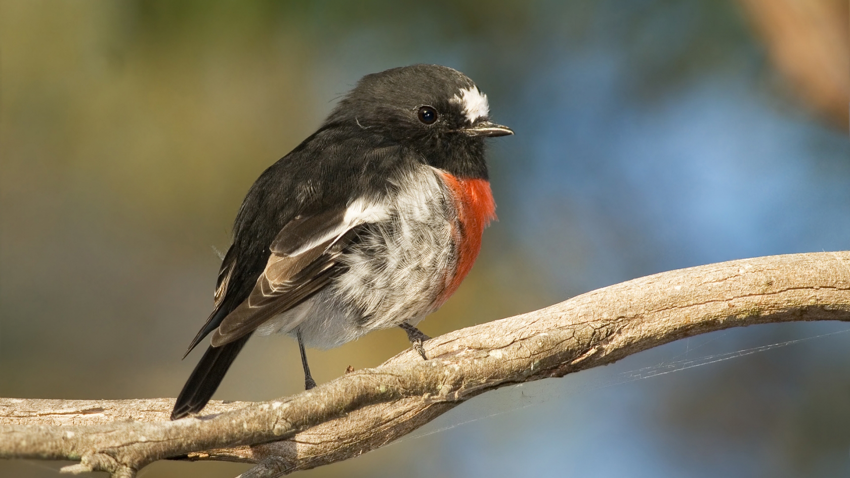 Scarlet Robin for 1680 x 945 HDTV resolution