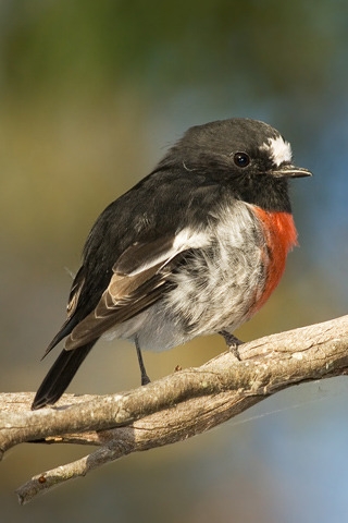 Scarlet Robin for 320 x 480 iPhone resolution