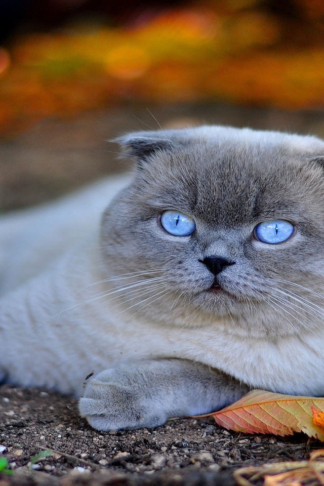 Scottish Fold Cat for 640 x 960 iPhone 4 resolution