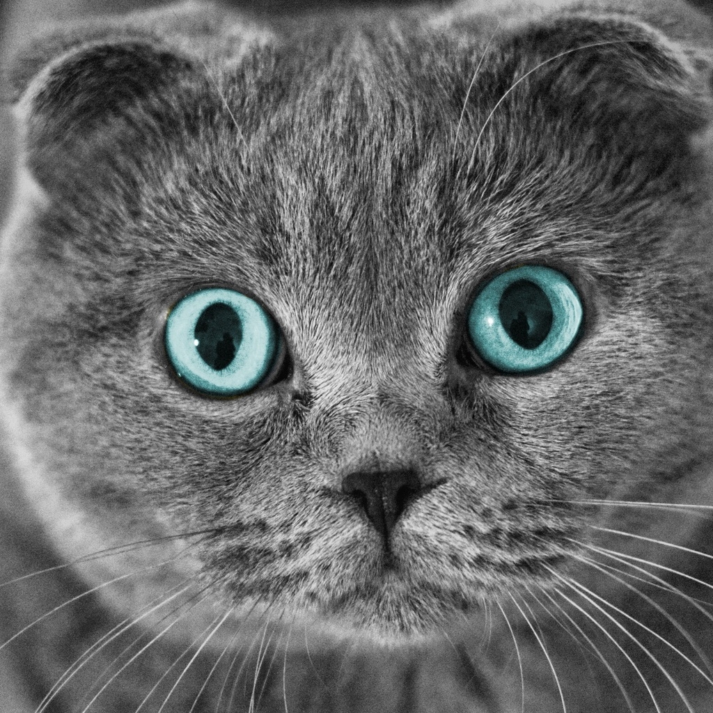 Scottish Fold Cat Blue Eyes for 1024 x 1024 iPad resolution