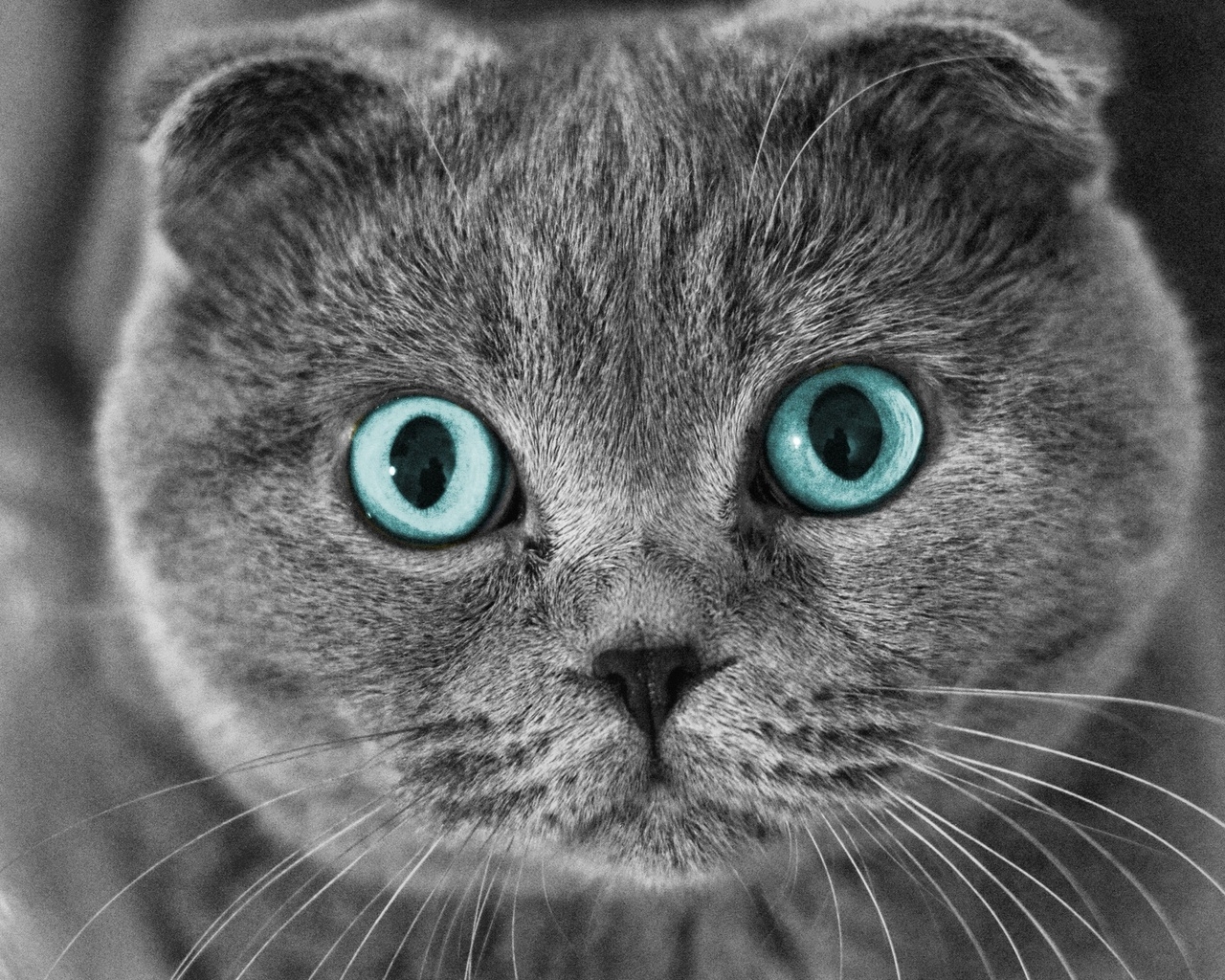 Scottish Fold Cat Blue Eyes for 1280 x 1024 resolution