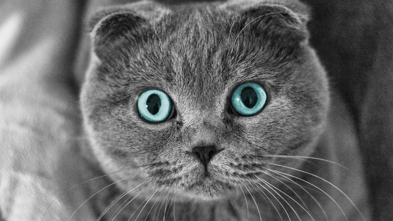 Scottish Fold Cat Blue Eyes for 1280 x 720 HDTV 720p resolution