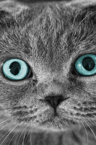 Scottish Fold Cat Blue Eyes for 320 x 480 iPhone resolution