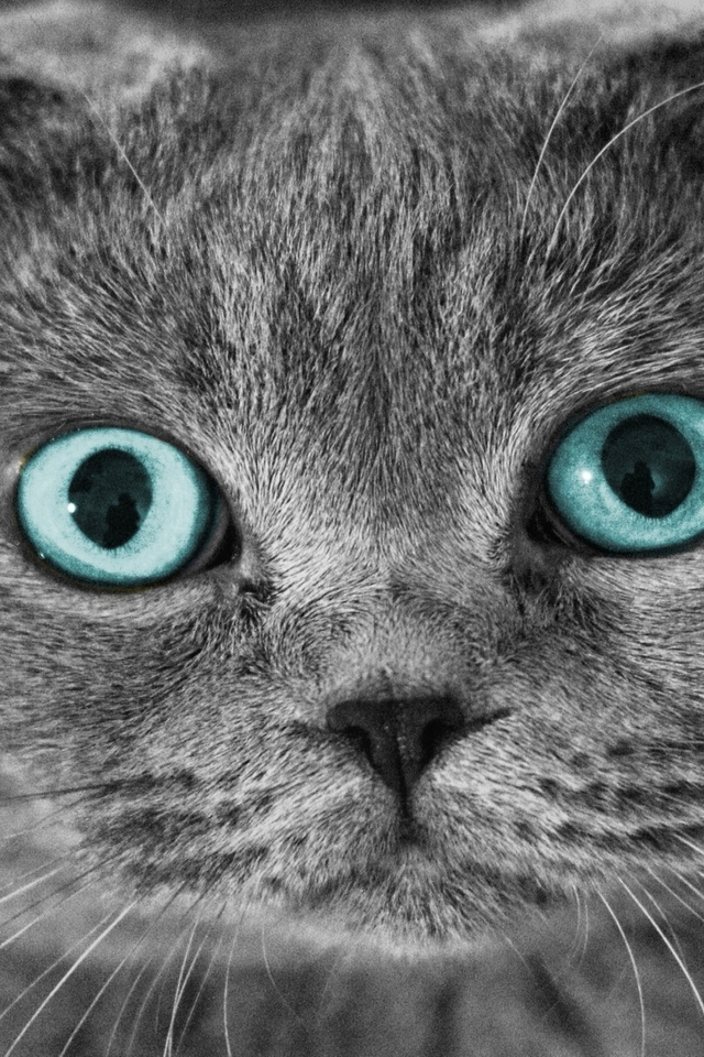 Scottish Fold Cat Blue Eyes for 640 x 960 iPhone 4 resolution