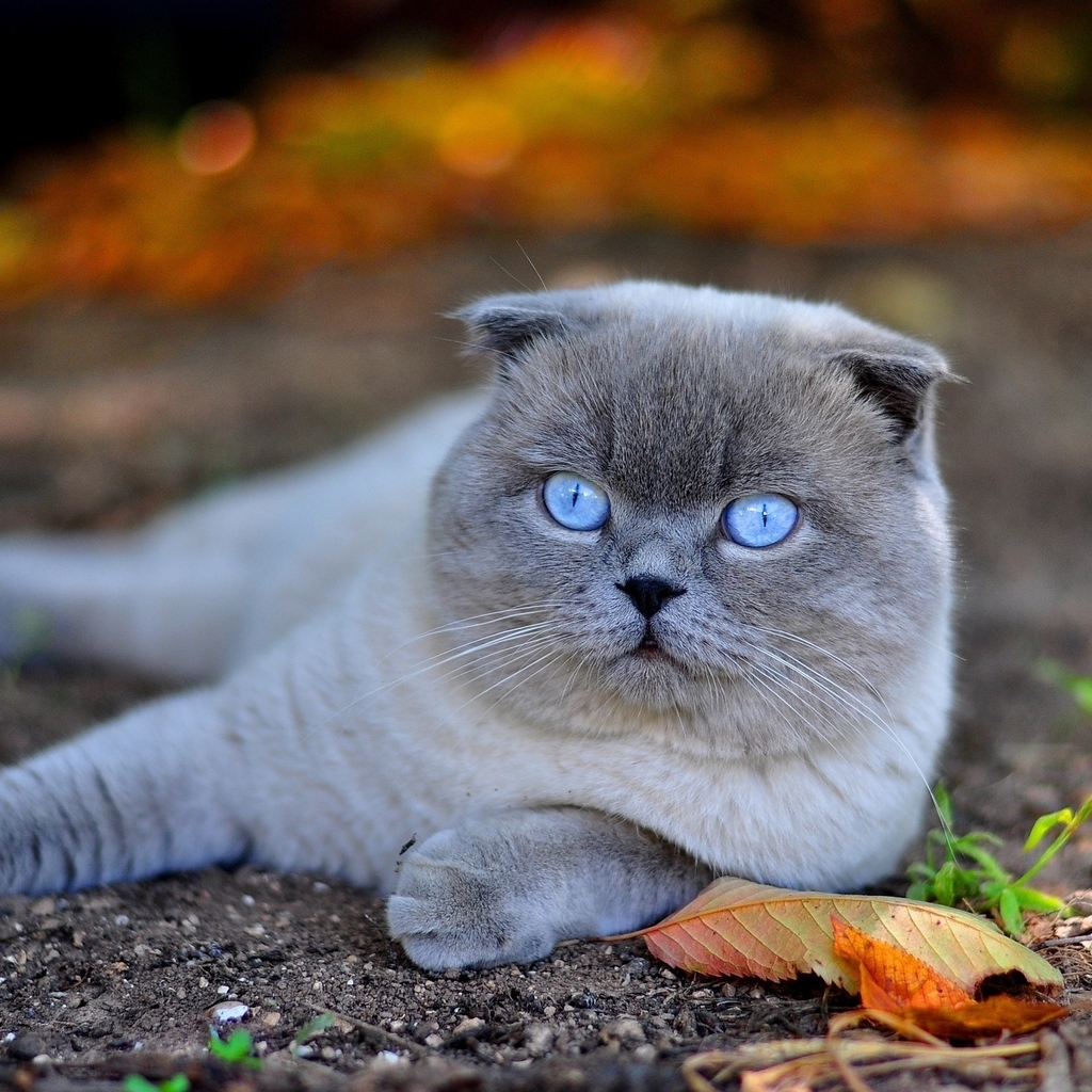 Scottish Fold Cat in Nature for 1024 x 1024 iPad resolution