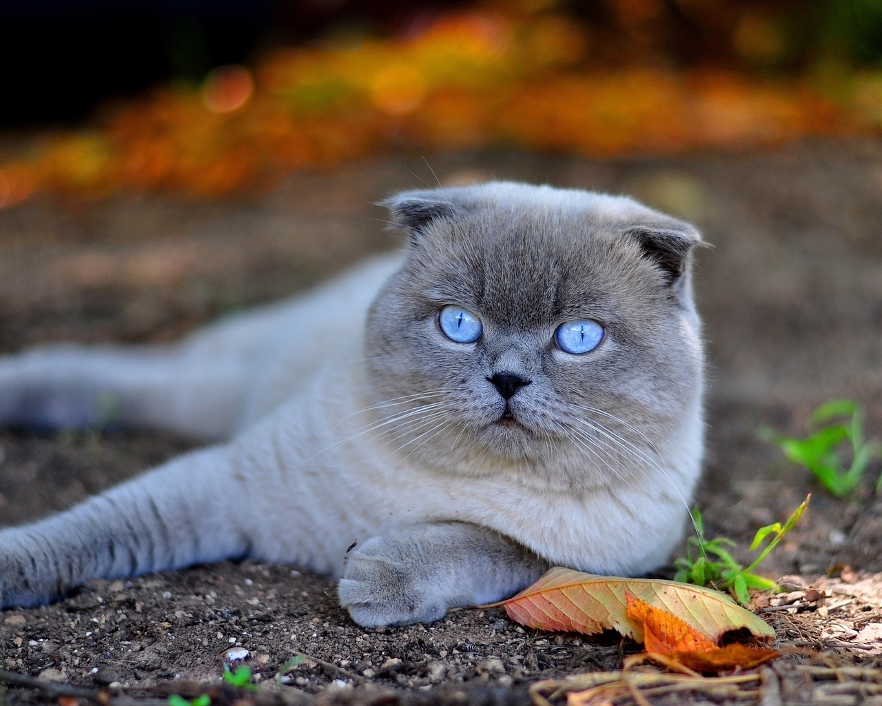 Scottish Fold Cat in Nature for 1280 x 1024 resolution
