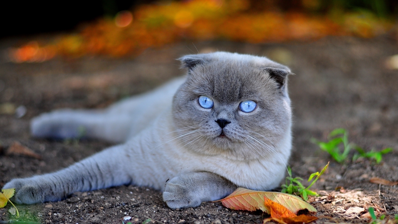 Scottish Fold Cat in Nature for 1280 x 720 HDTV 720p resolution
