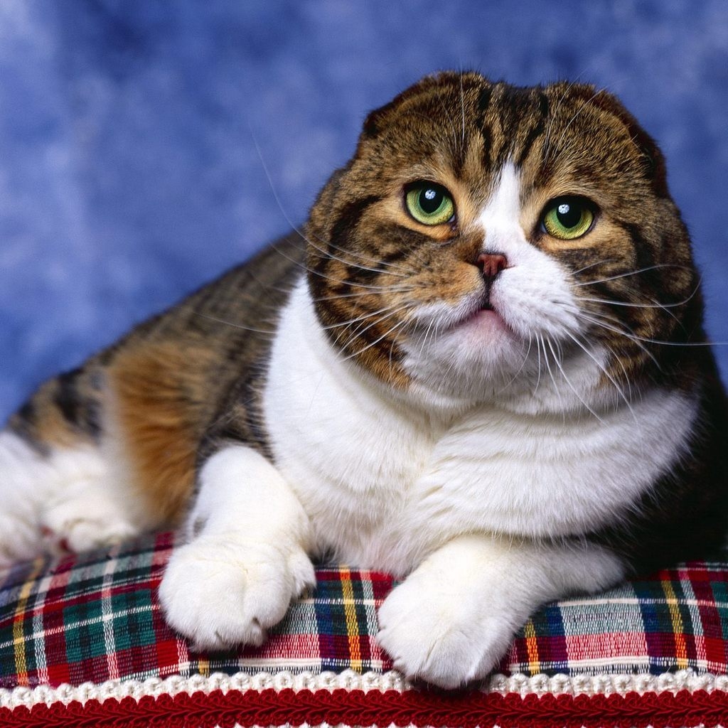 Scottish Fold Cat Photo Shoot for 1024 x 1024 iPad resolution