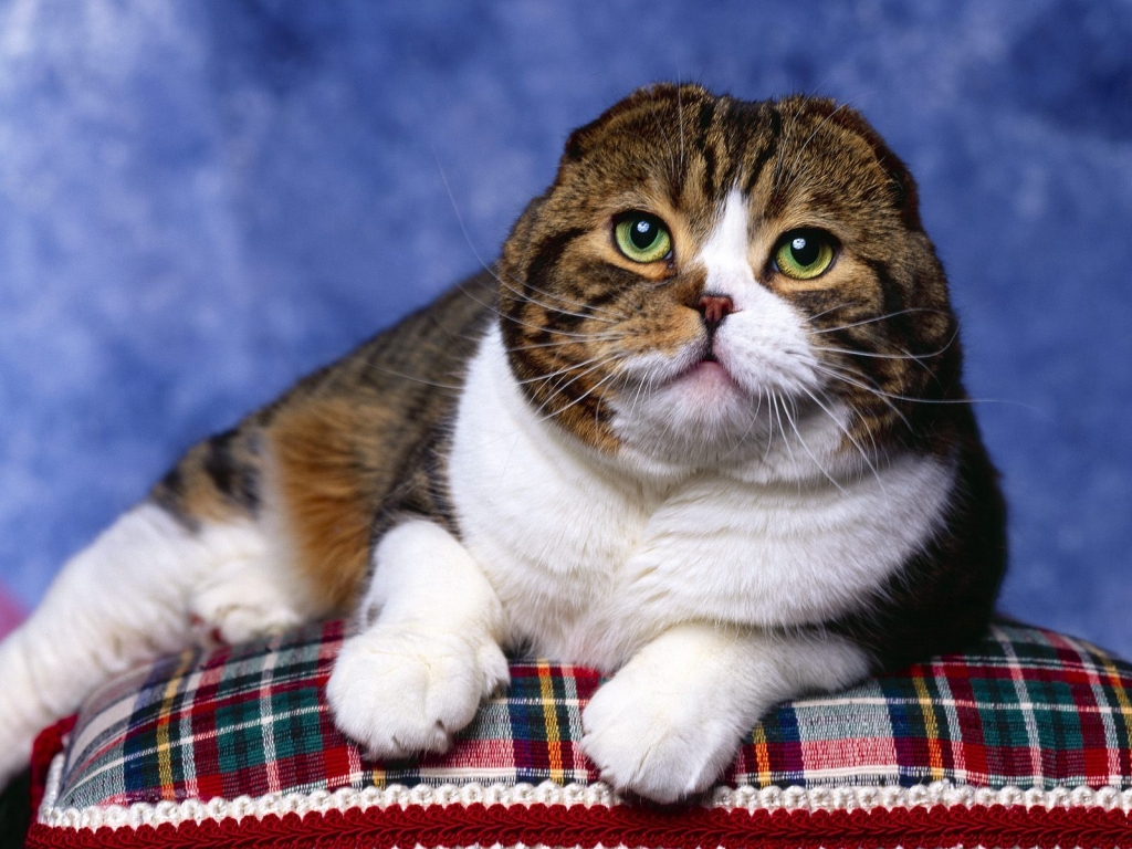 Scottish Fold Cat Photo Shoot for 1024 x 768 resolution