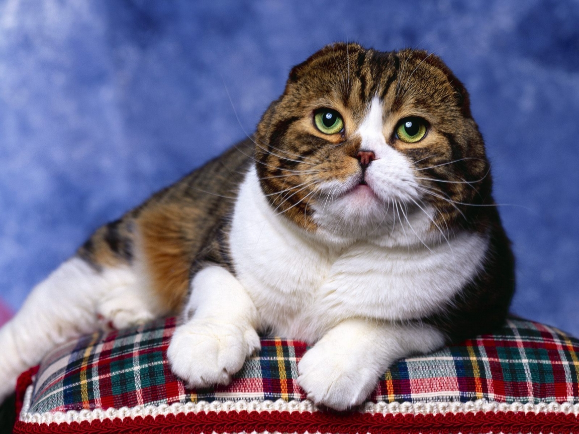 Scottish Fold Cat Photo Shoot for 1152 x 864 resolution