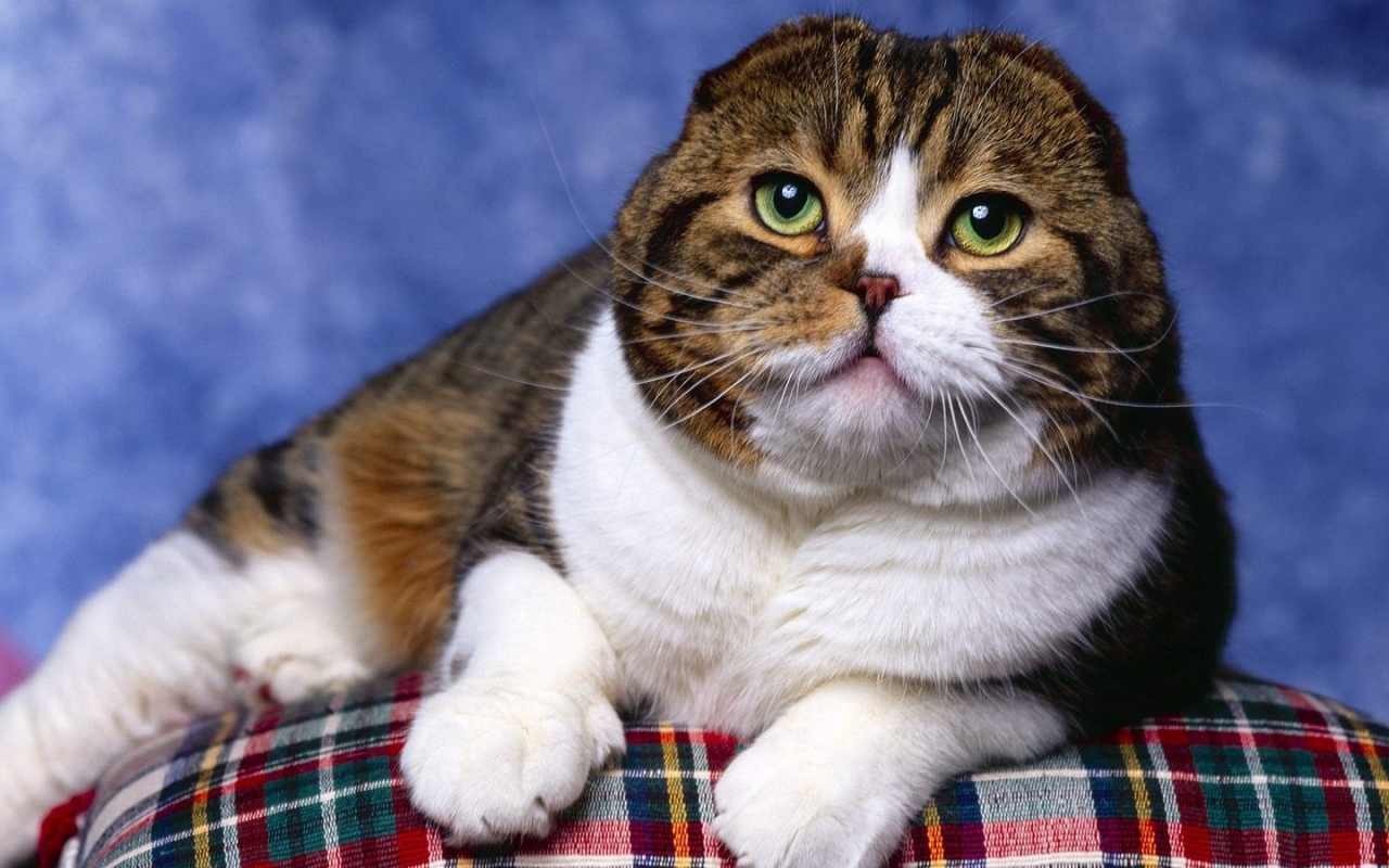 Scottish Fold Cat Photo Shoot for 1280 x 800 widescreen resolution