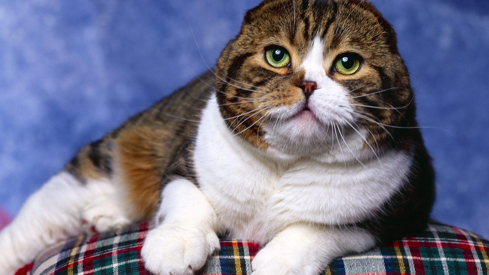 Scottish Fold Cat Photo Shoot for 1600 x 900 HDTV resolution