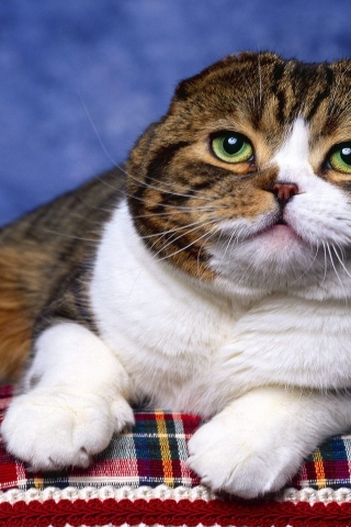 Scottish Fold Cat Photo Shoot for 320 x 480 iPhone resolution