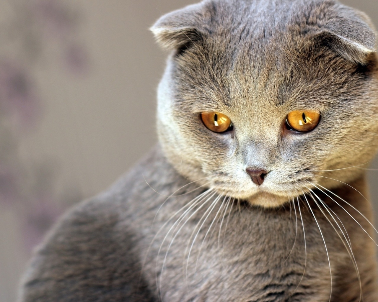 Scottish Fold Cat Red Eyes for 1280 x 1024 resolution