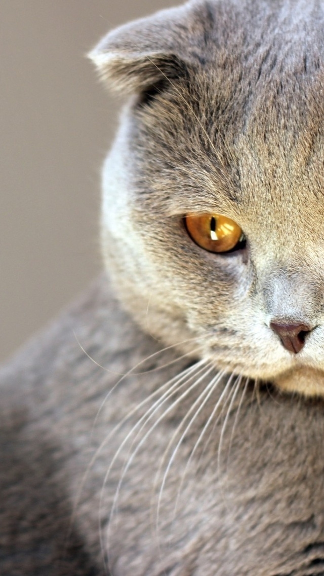 Scottish Fold Cat Red Eyes for 640 x 1136 iPhone 5 resolution