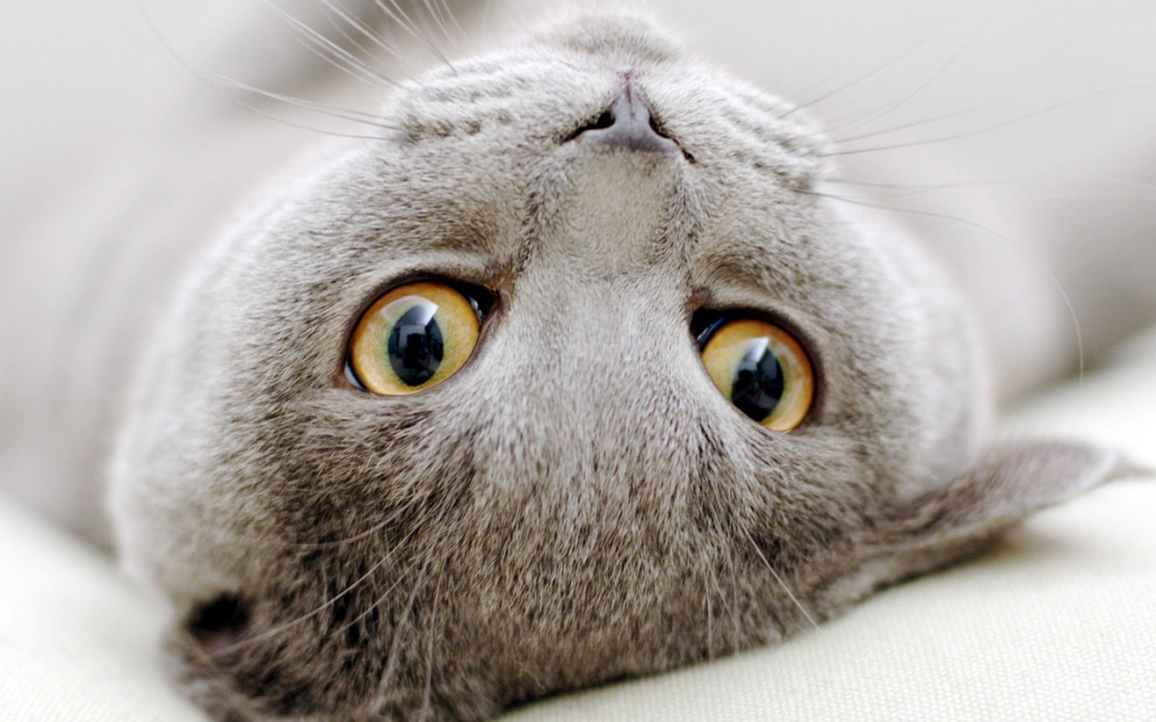 Scottish Fold Cat Sprawled for 1280 x 800 widescreen resolution