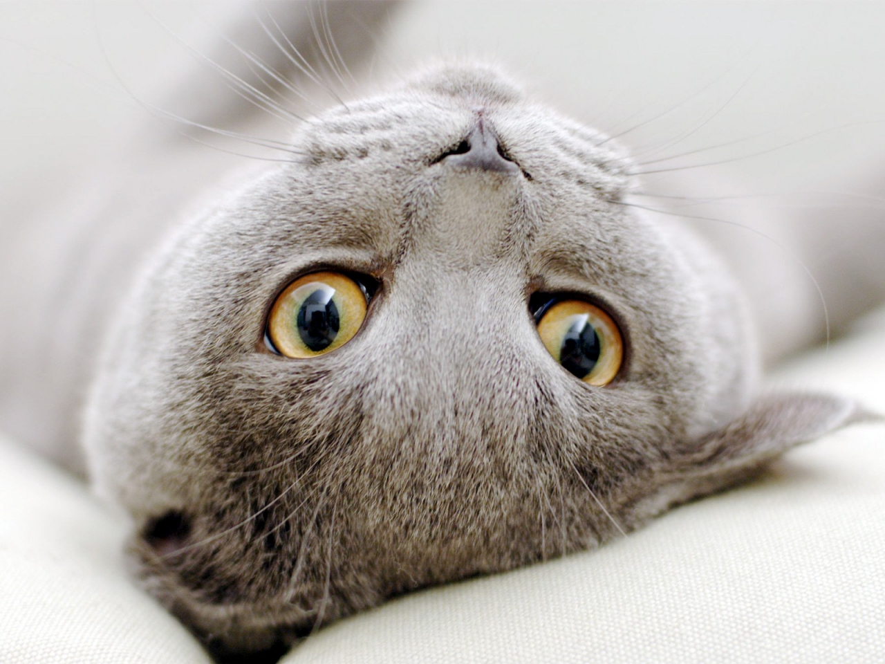 Scottish Fold Cat Sprawled for 1280 x 960 resolution