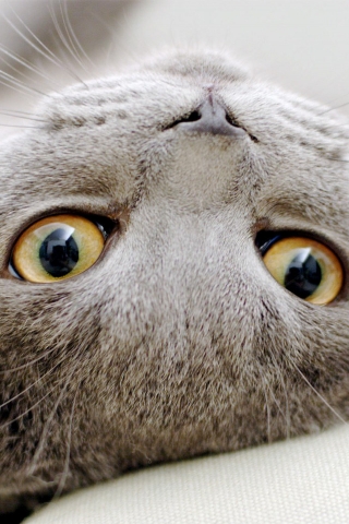 Scottish Fold Cat Sprawled for 320 x 480 iPhone resolution
