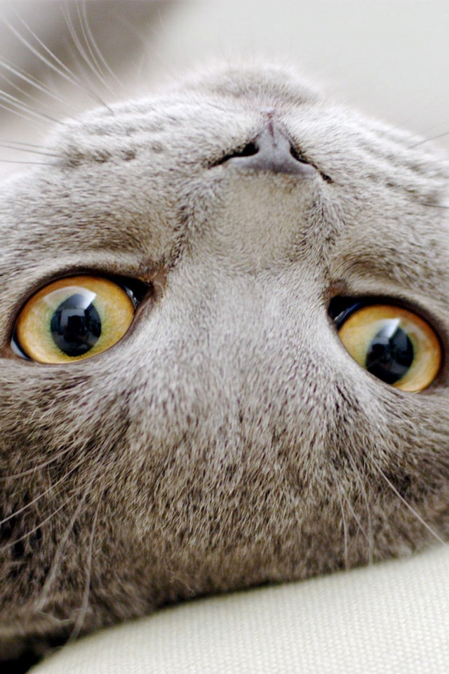 Scottish Fold Cat Sprawled for 640 x 960 iPhone 4 resolution