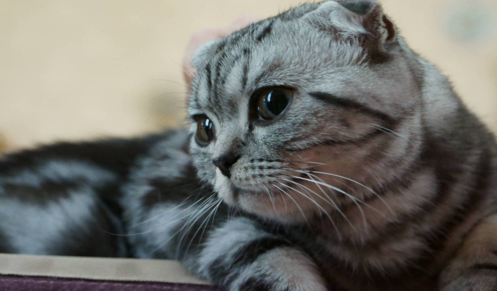 Scottish Fold Kitty for 1024 x 600 widescreen resolution