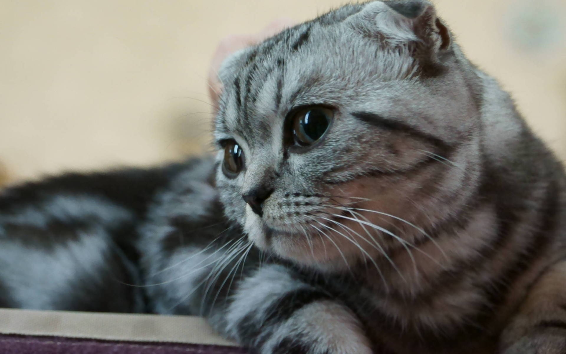 Scottish Fold Kitty for 1920 x 1200 widescreen resolution