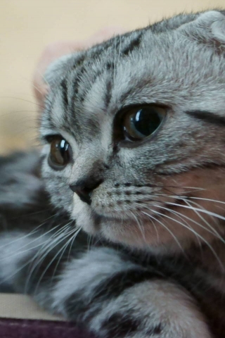 Scottish Fold Kitty for 320 x 480 iPhone resolution