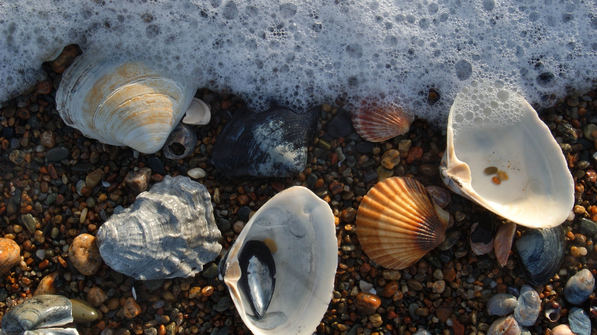 Sea â€‹â€‹Scallops for 1920 x 1080 HDTV 1080p resolution