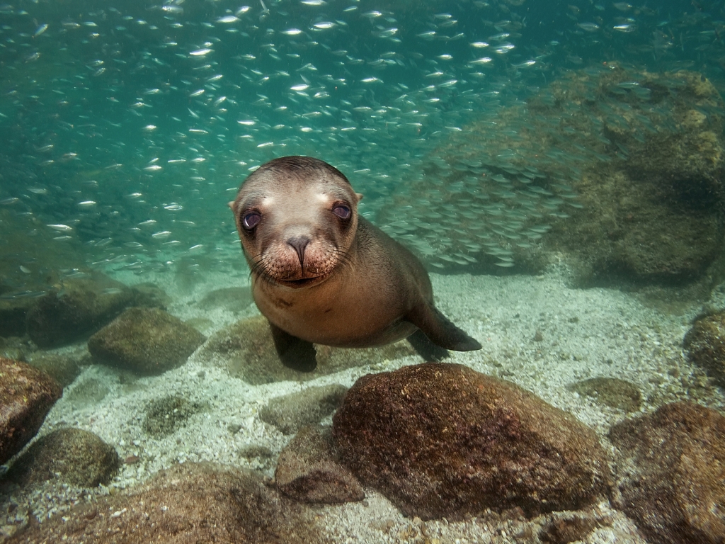 Sea Lion for 1024 x 768 resolution