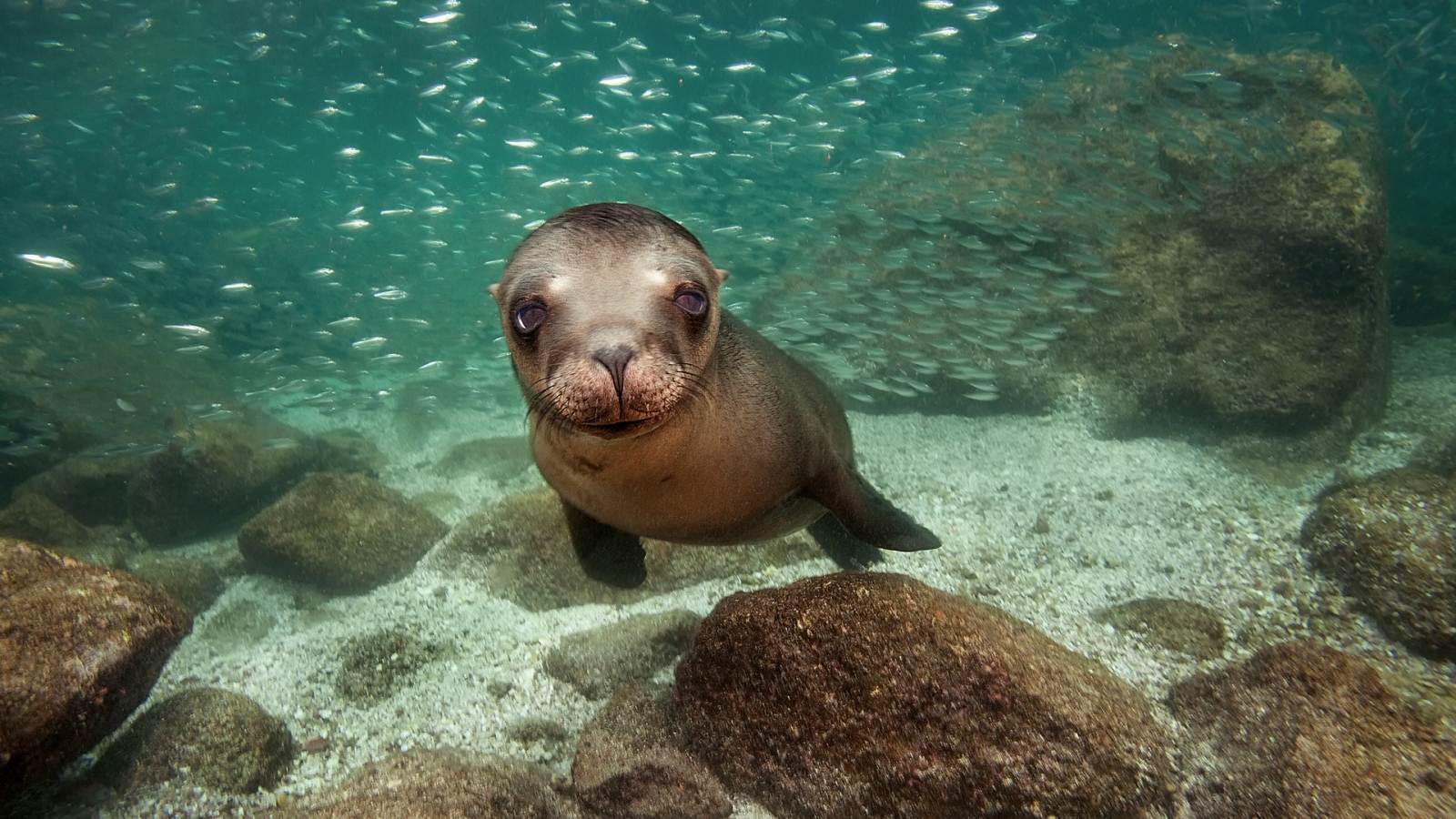 Sea Lion for 1600 x 900 HDTV resolution