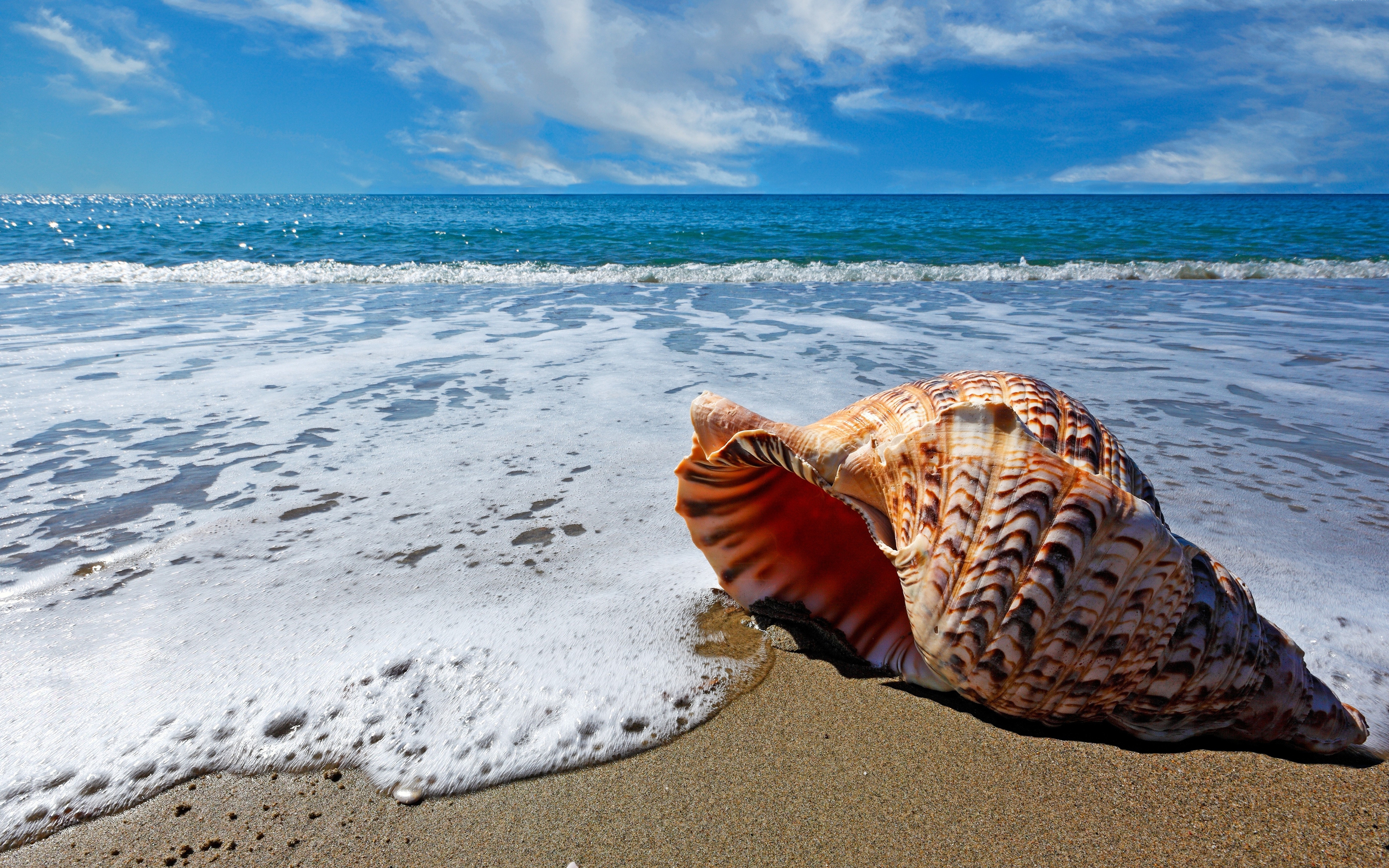 Sea Shell for 3840 x 2400 Widescreen resolution