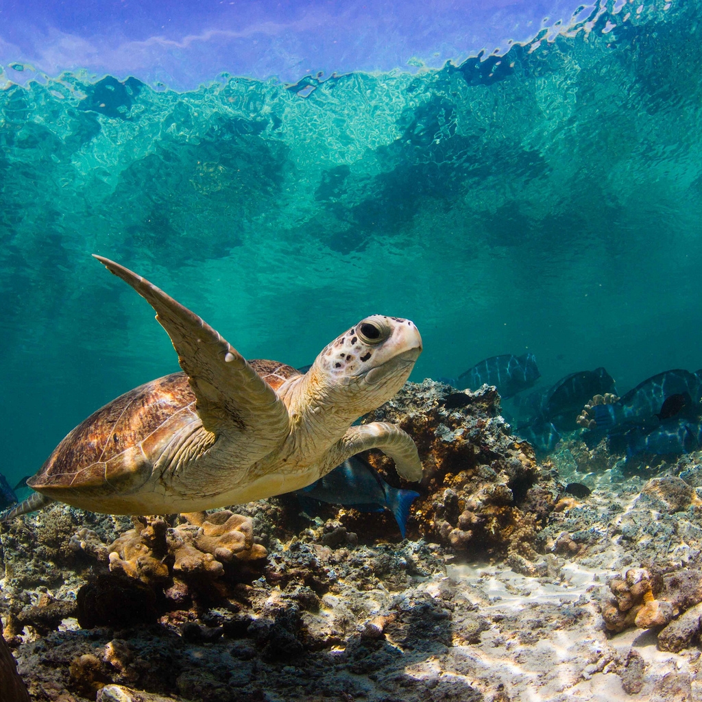 Sea Turtle Swimming for 1024 x 1024 iPad resolution