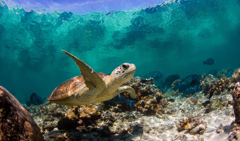 Sea Turtle Swimming for 1024 x 600 widescreen resolution