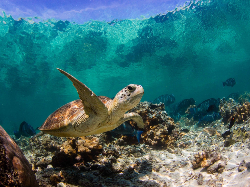 Sea Turtle Swimming for 1024 x 768 resolution
