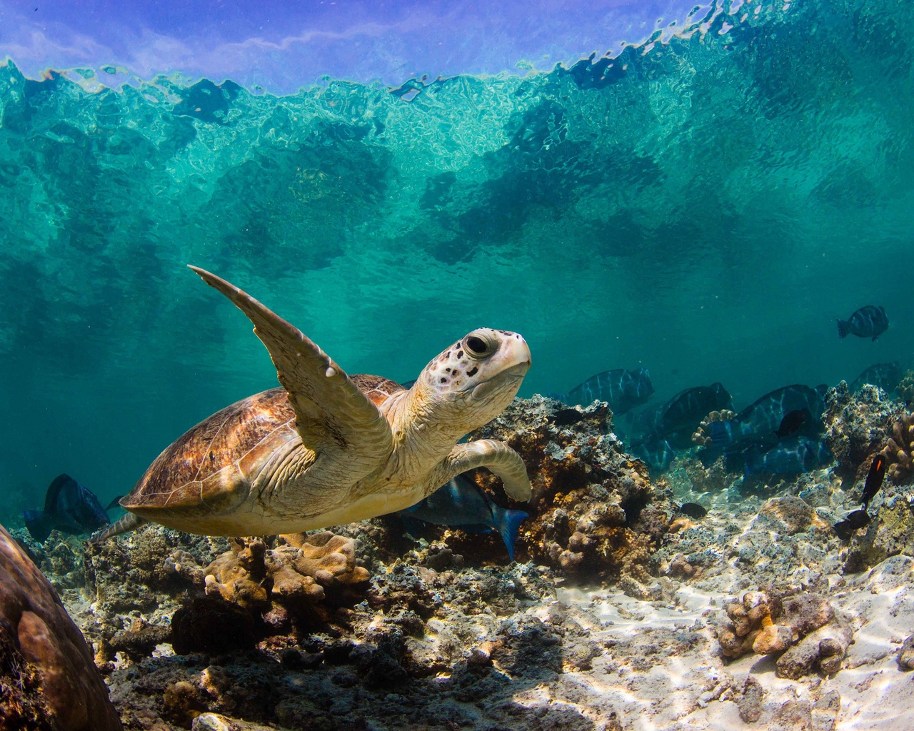 Sea Turtle Swimming for 1280 x 1024 resolution
