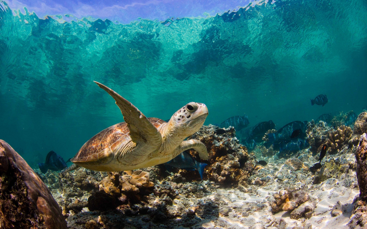 Sea Turtle Swimming for 1280 x 800 widescreen resolution