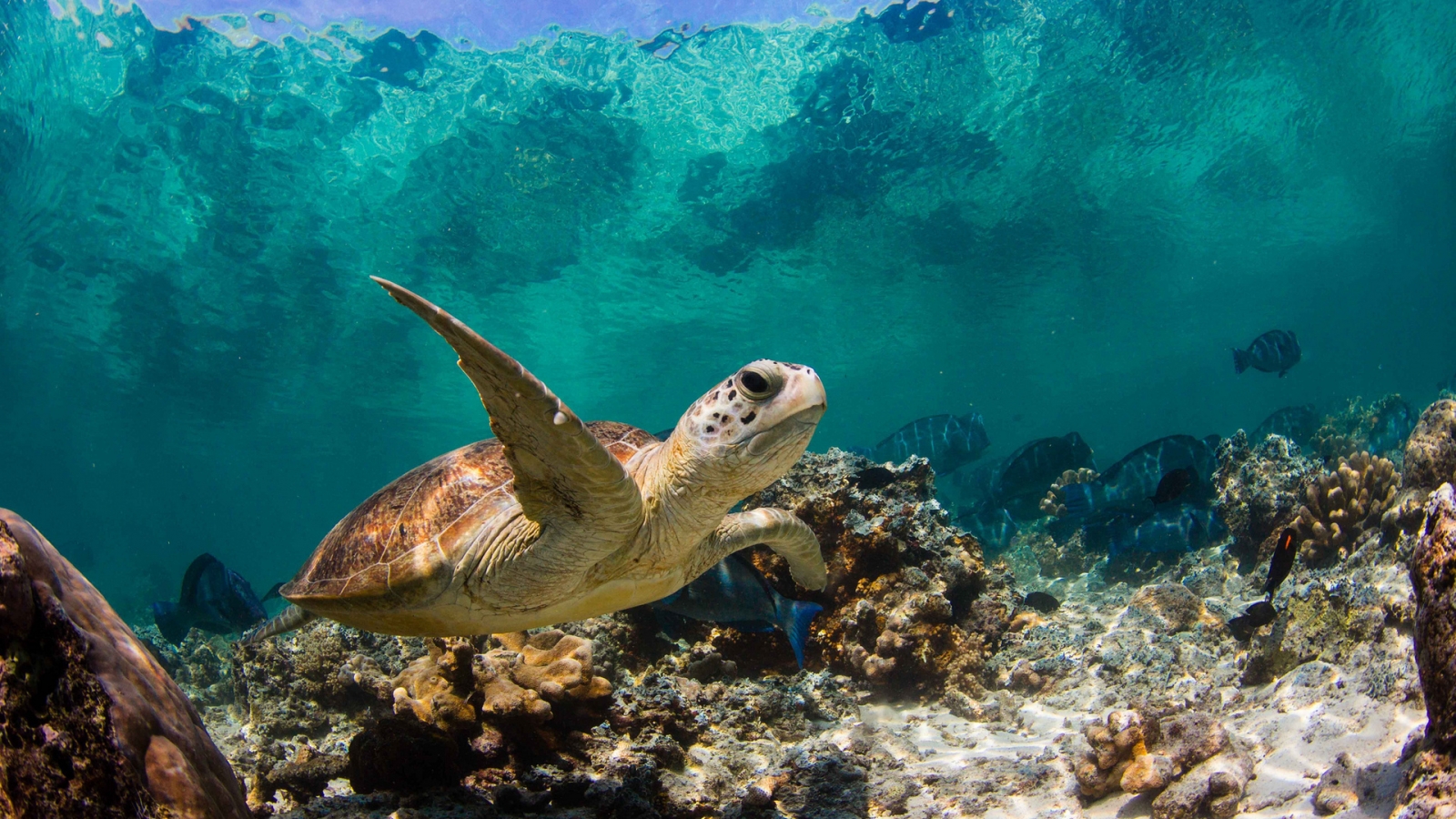 Sea Turtle Swimming for 1600 x 900 HDTV resolution