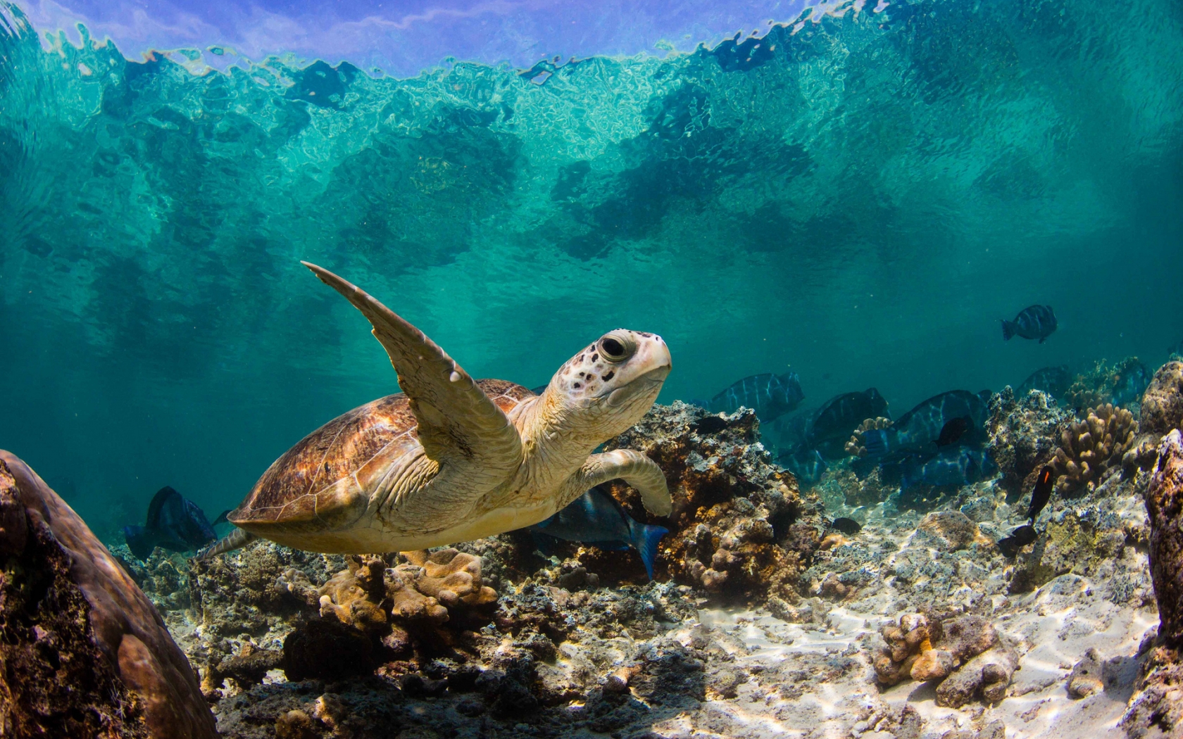 Sea Turtle Swimming for 1680 x 1050 widescreen resolution