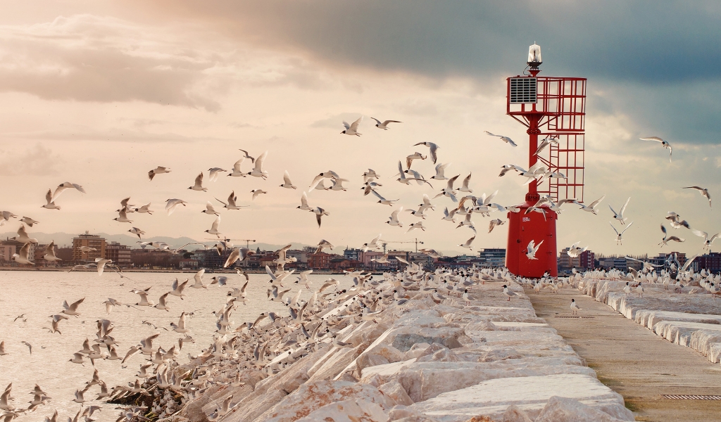 Seagulls for 1024 x 600 widescreen resolution