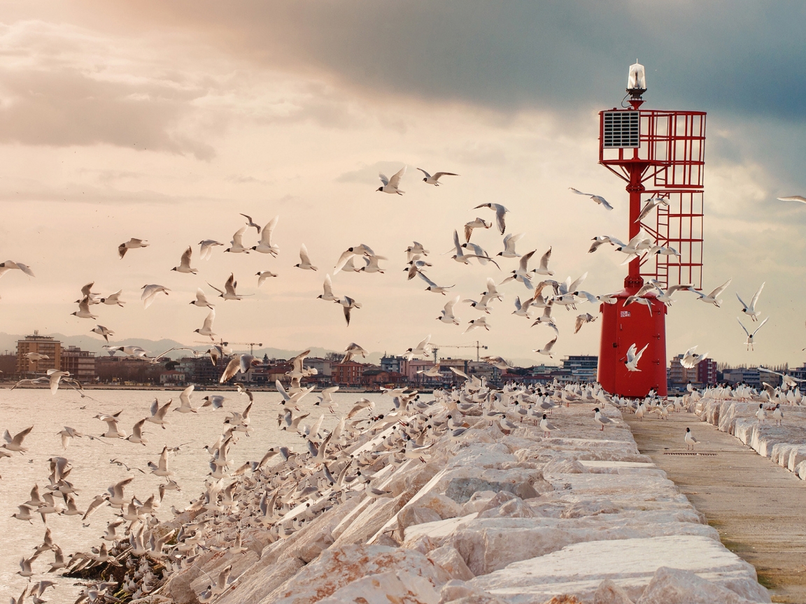 Seagulls for 1152 x 864 resolution