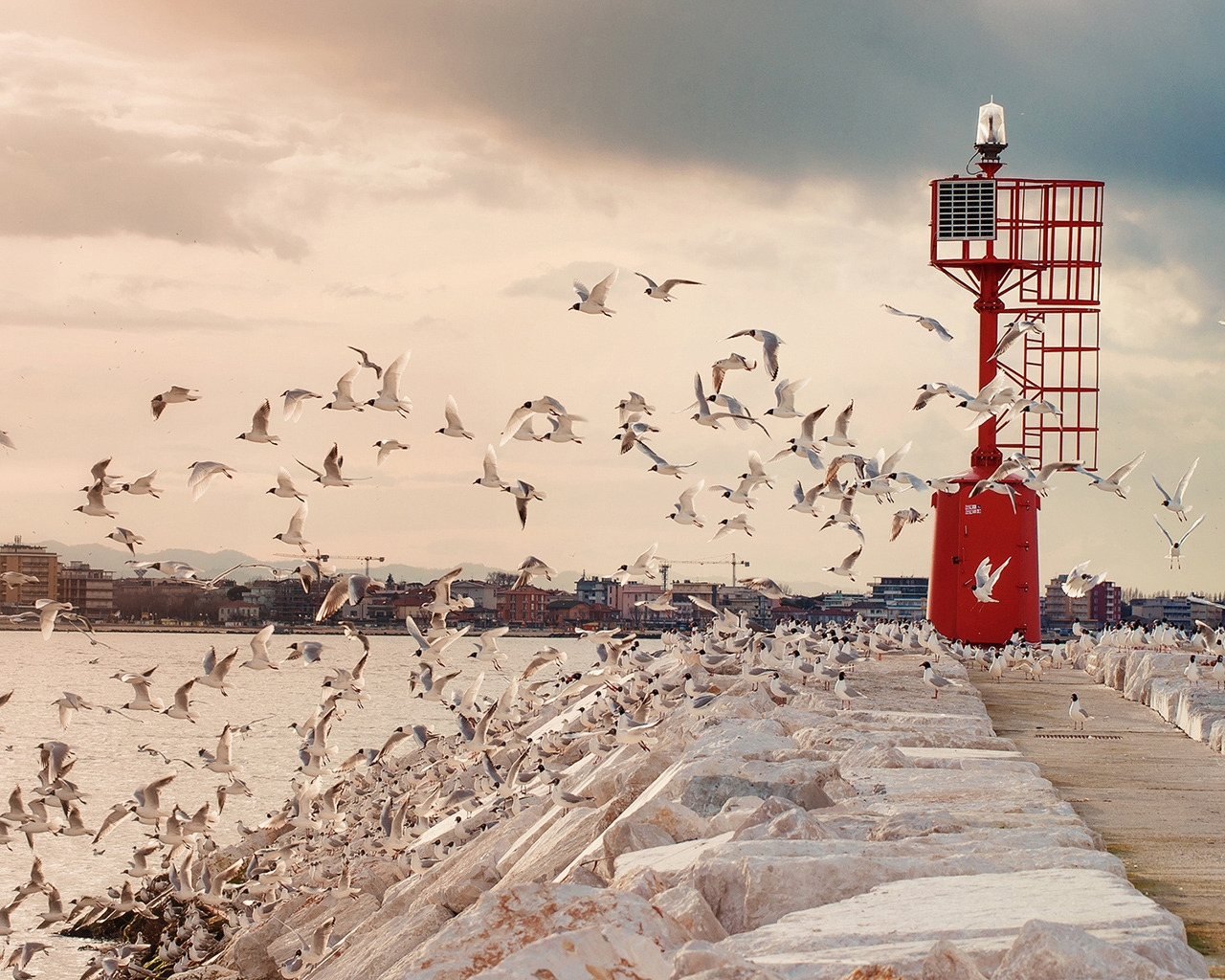 Seagulls for 1280 x 1024 resolution